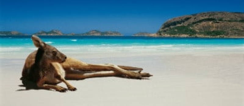 Kangaroo on beach